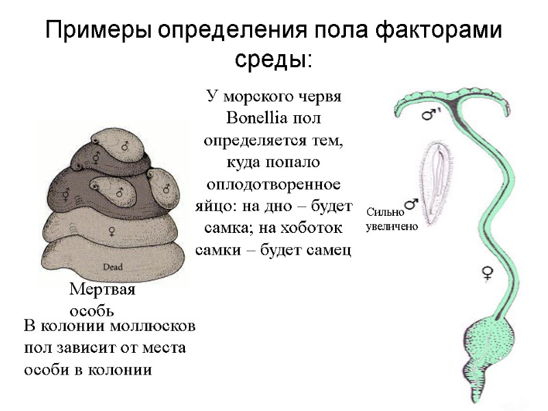 В колонии моллюсков пол зависит от места особи в колонии Примеры определения пола факторами В колонии моллюсков пол зависит от места особи в колонии Примеры определения пола факторами